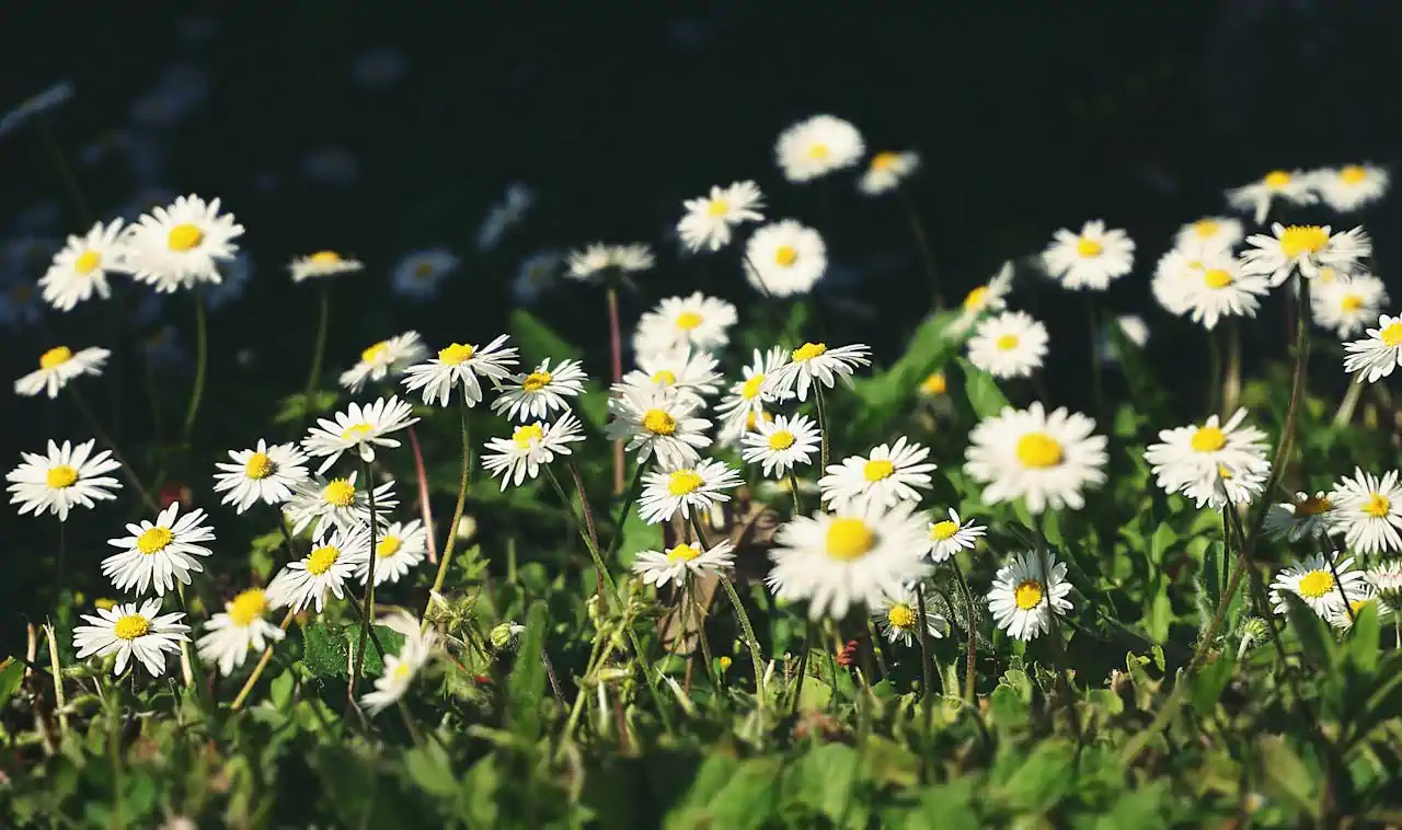 فوائد البابونج قبل النوم: دليل شامل لتحسين النوم وتهدئة الأعصاب